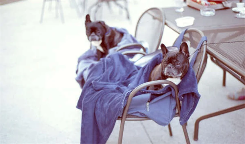 5 conseils essentiels pour garder le cœur de votre animal en bonne santé