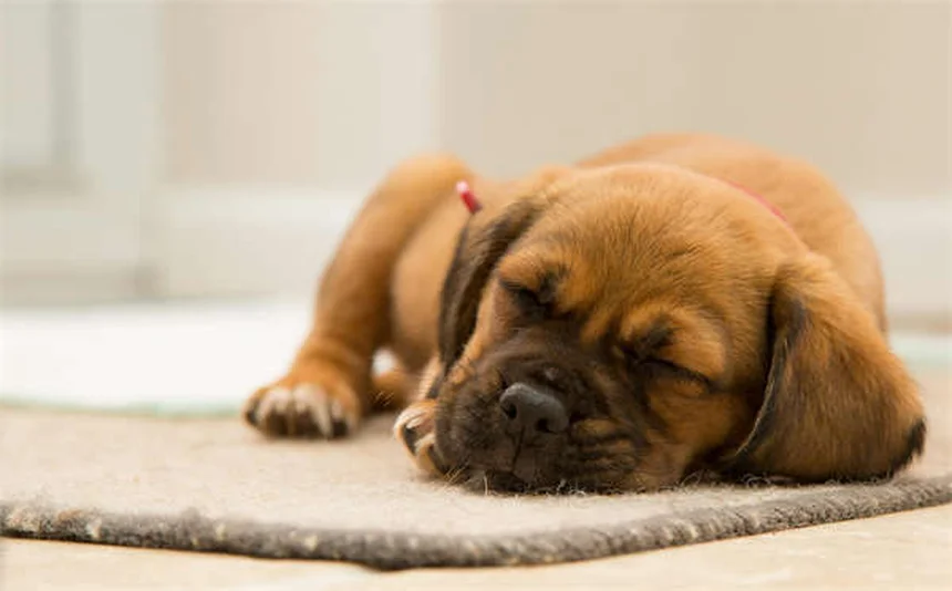 Mon animal a-t-il le blues hivernal ? Décryptage du TAS chez nos compagnons