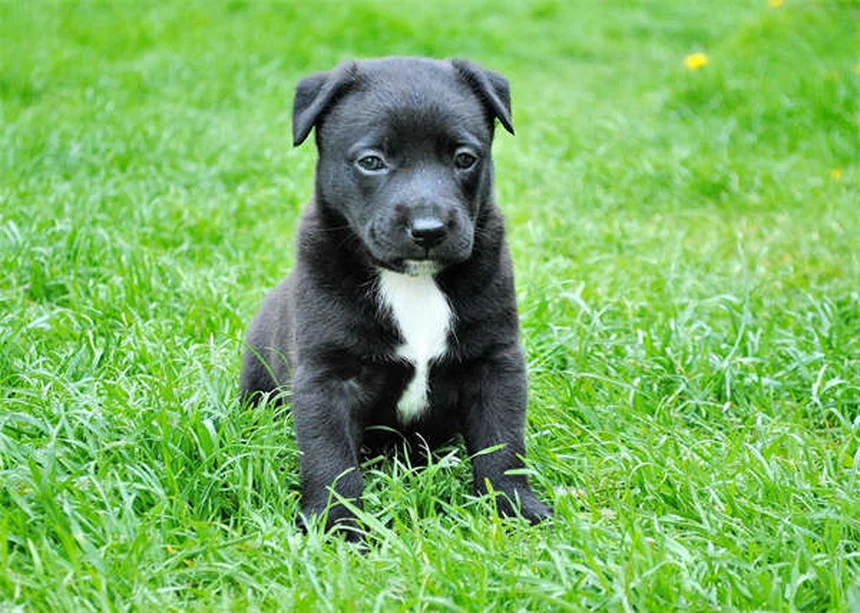 Mon animal a-t-il le blues hivernal ? Décryptage du TAS chez nos compagnons