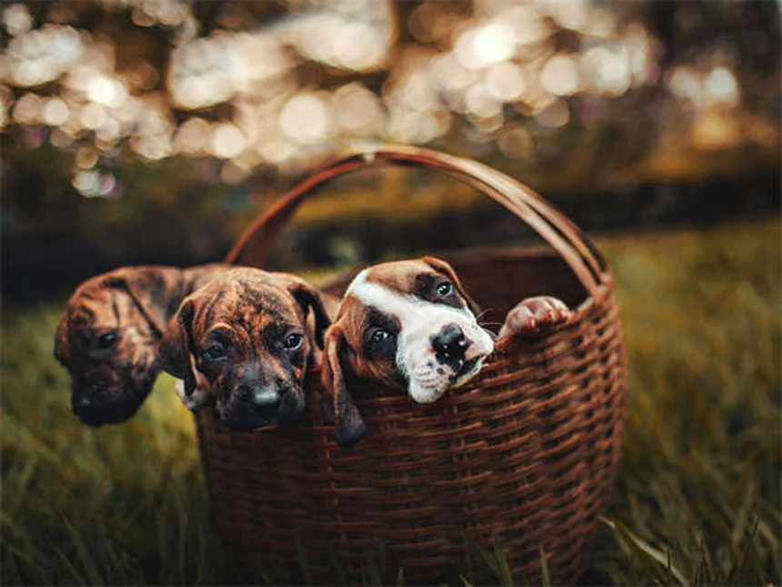 Mon animal a-t-il le blues hivernal ? Décryptage du TAS chez nos compagnons