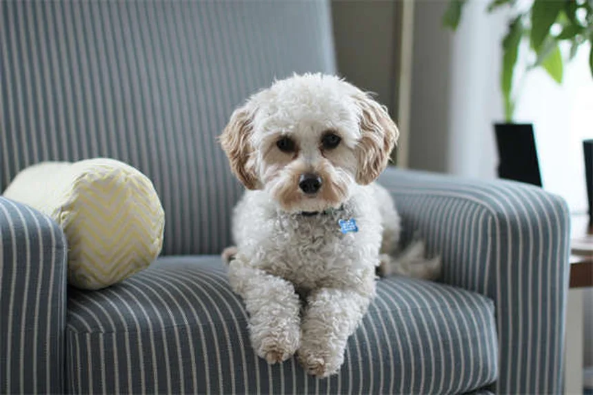 Comment enlever les taches de larmes sur les chiens ? Nos solutions efficaces