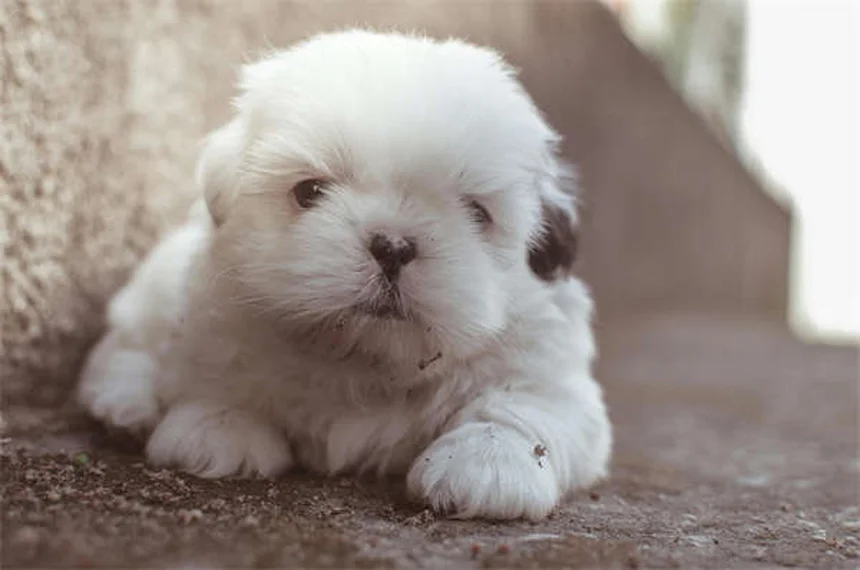 Comment rafraîchir son chien en été : 10 astuces efficaces