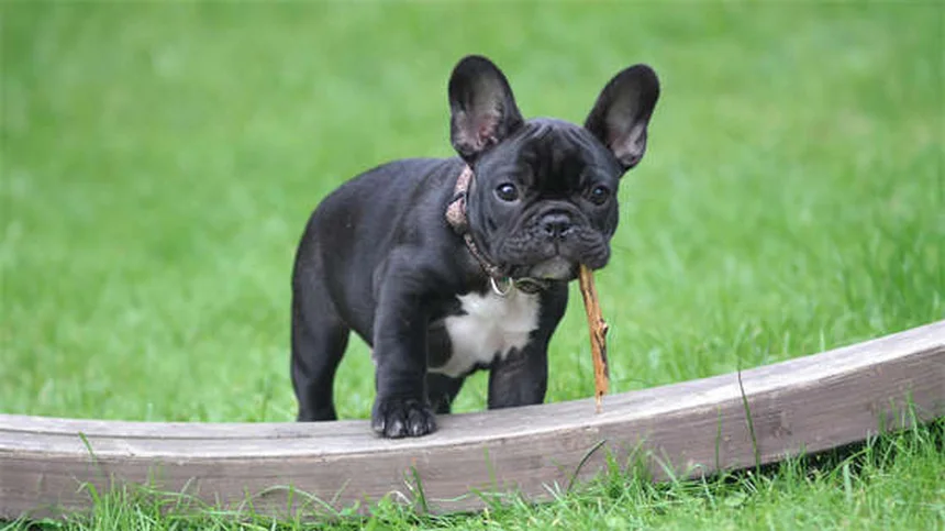 Fistule périanale chez le chien : symptômes et traitements efficaces