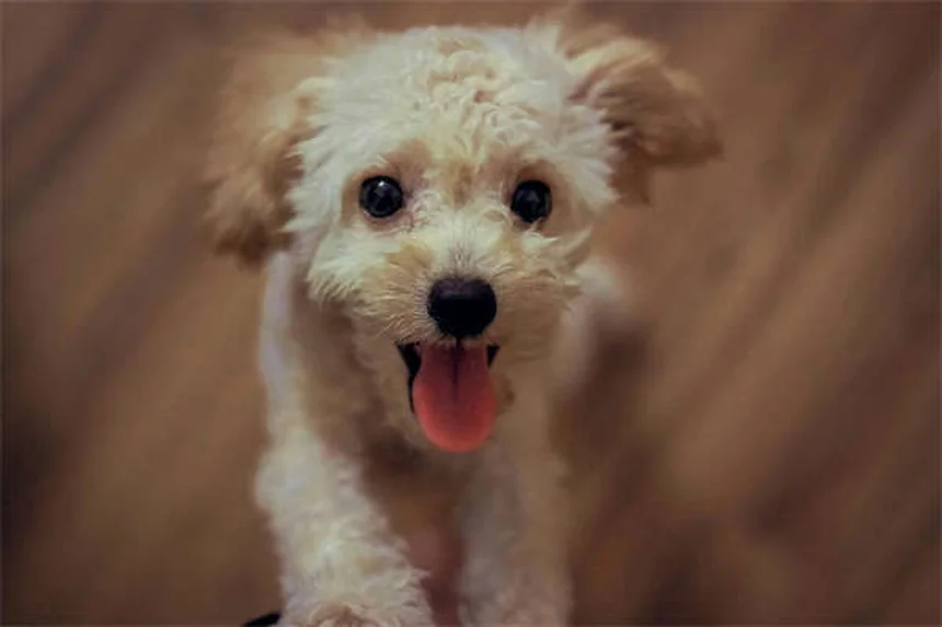 Imodium pour chiens : posologie et effets secondaires à connaître