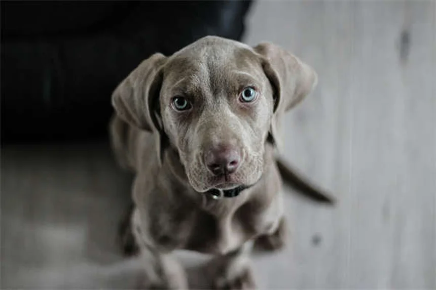 Imodium pour chiens : posologie et effets secondaires à connaître