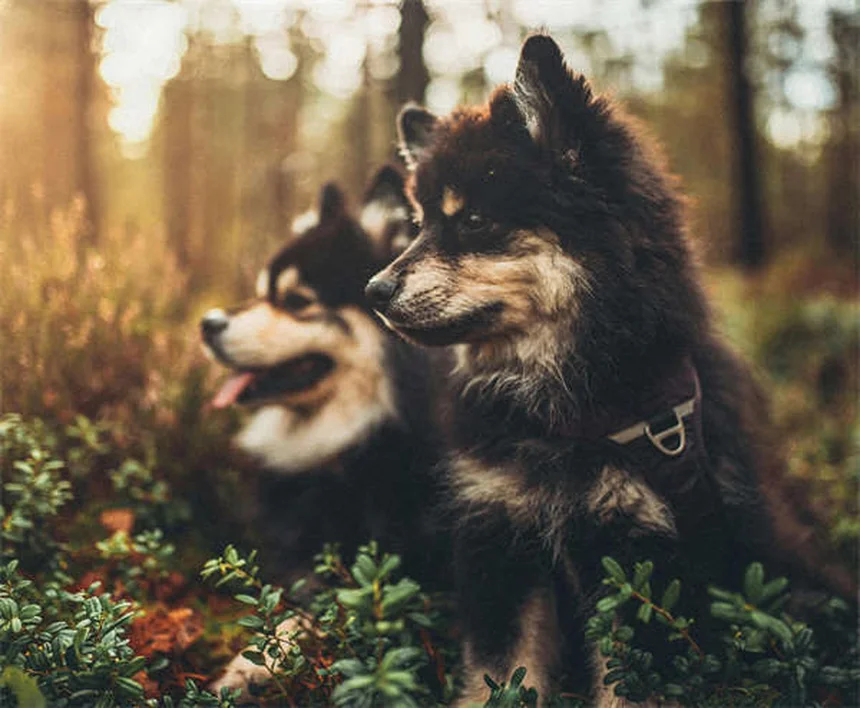 Imodium pour chiens : posologie et effets secondaires à connaître
