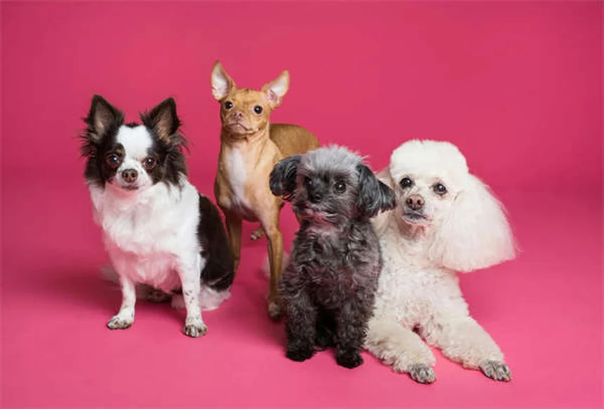 Pourquoi mon chien se roule dans l'herbe ? 5 raisons étonnantes