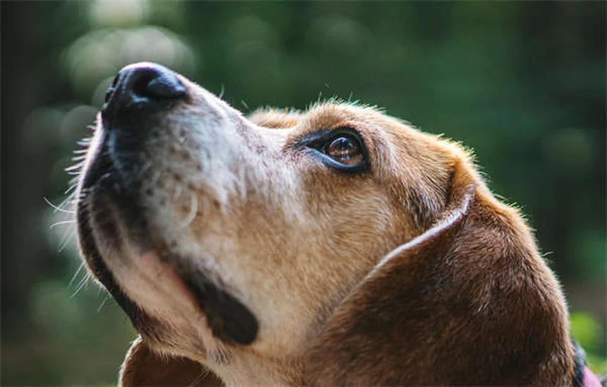 Protéger son chat du soleil : 5 astuces efficaces contre les coups de soleil