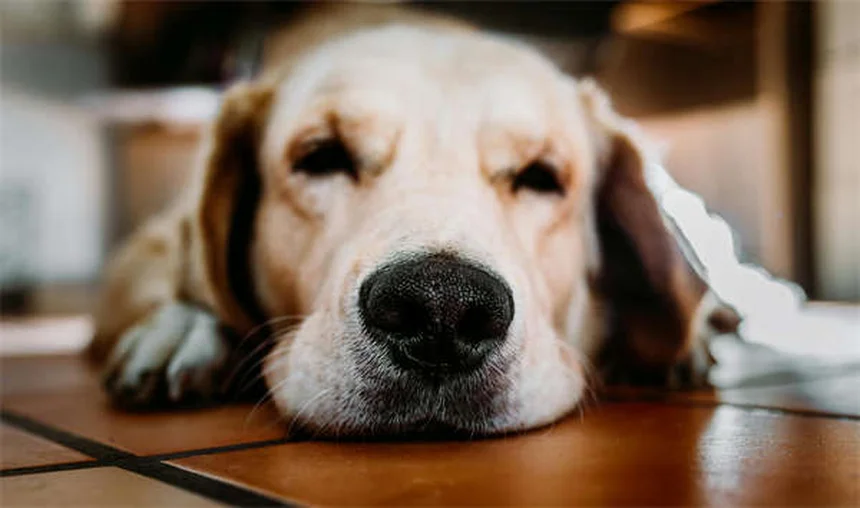 Insuffisance cardiaque chez les furets : symptômes, causes et traitements