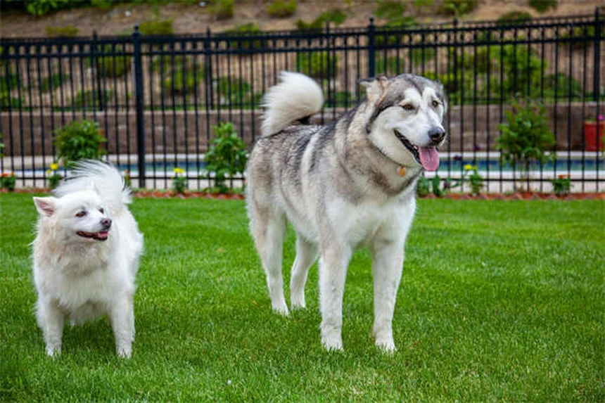 Mon chien fait pipi quand il est excité : solutions efficaces