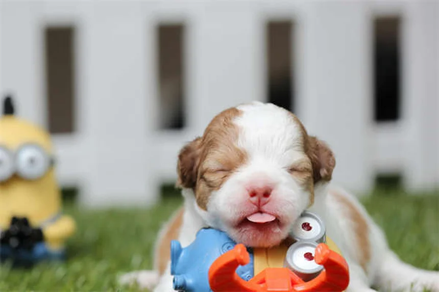 Mon chien fait pipi quand il est excité : solutions efficaces