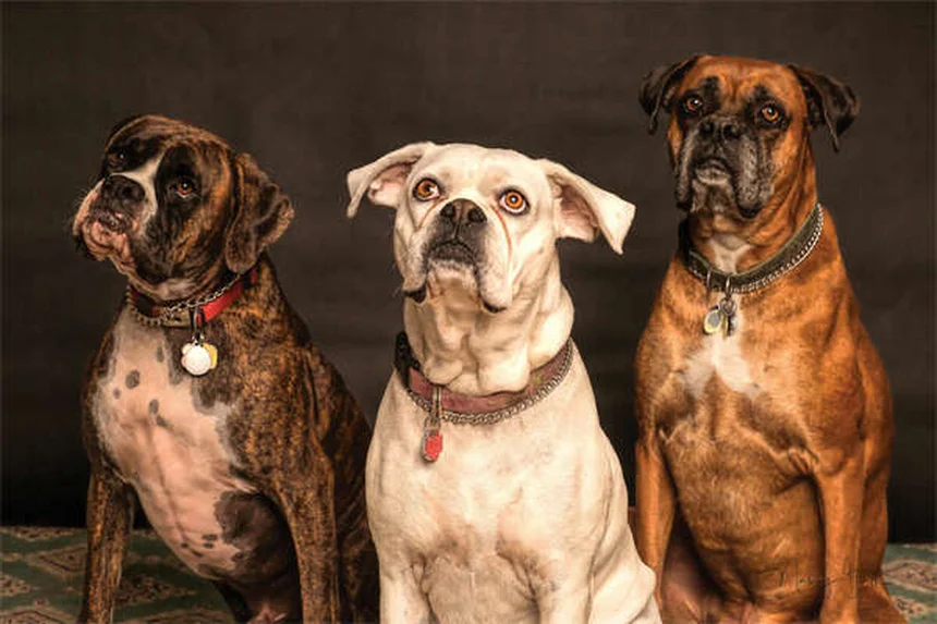 Combien d'heures un chien doit-il dormir ? Le guide complet