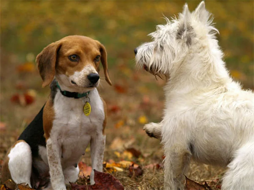 14 races de chiens parfaites pour le froid : lesquelles choisir ?